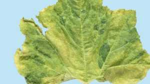 New Research May Help in the Fight Against Insect-Transmitted Viruses in Vegetables