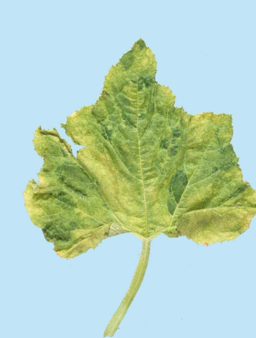 New Research May Help in the Fight Against Insect-Transmitted Viruses in Vegetables