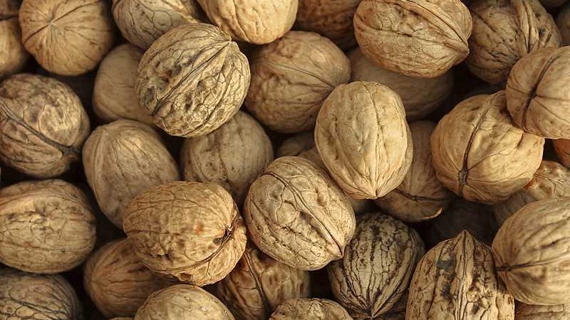 New Walnut Budding, Grafting, and Planting Video Released