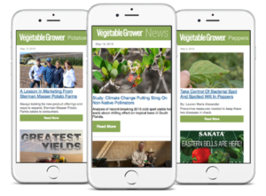 mockup of three phones showing american vegetable grower enews