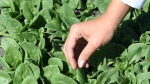 New Race Of Downy Mildew In Spinach Named Pfs: 16