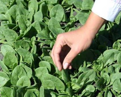 Organic Spinach Symposium Highlights Downy Mildew Threat And Sustainability Efforts