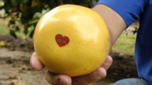 Opinion: Florida Citrus Growers United In Fight For Survival