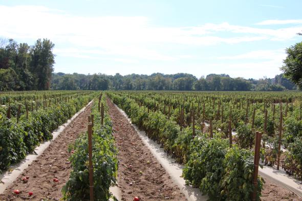 Early Blight And Septoria Leaf Spot Rampant On Pennsylvania Tomatoes