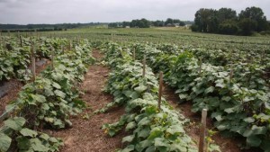 Western Growers Pledges $1 Million To The Campaign For Produce Safety