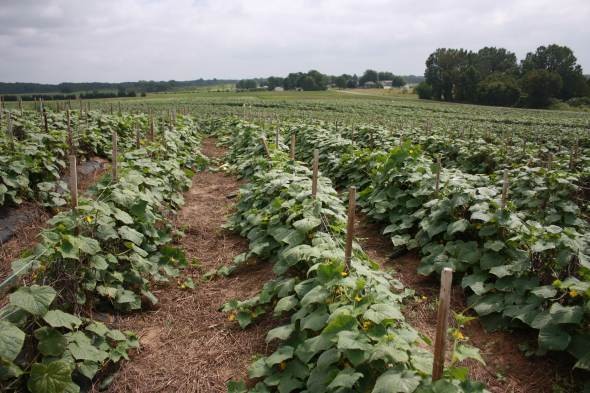 American Vegetable Grower’s Advisory Board Points Out Opportunities In 2016