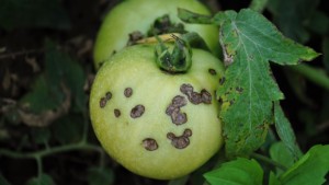 Recent Research Breakthroughs Help Improve Tomato Production