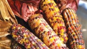 Siegers Seed Company 2015 Vegetable Variety Showcase