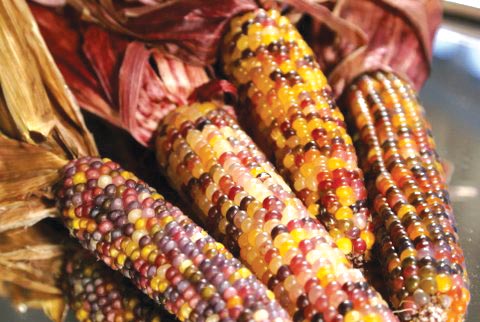Siegers Seed Company 2015 Vegetable Variety Showcase