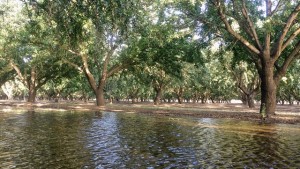 Flooding Orchards As A Drought Solution