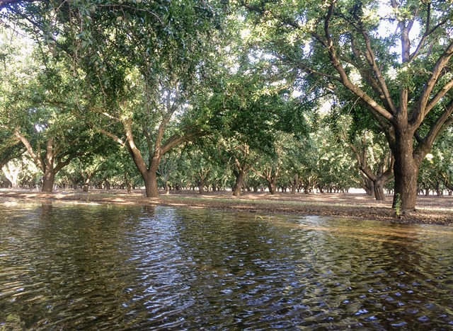 Flooding Orchards As A Drought Solution