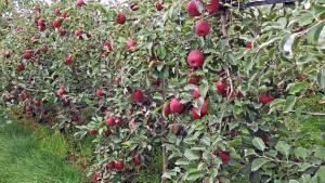 Washington Apple Harvest Forecast: The New Normal