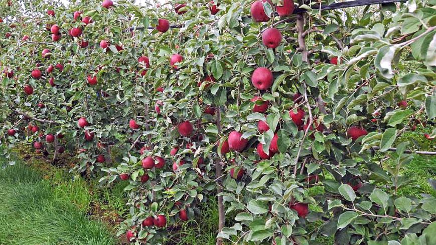 Washington Apple Harvest Forecast: The New Normal