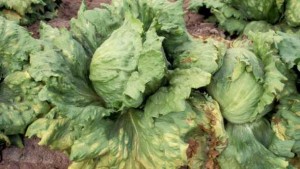 Heads up About New Race of Downy Mildew in Lettuce