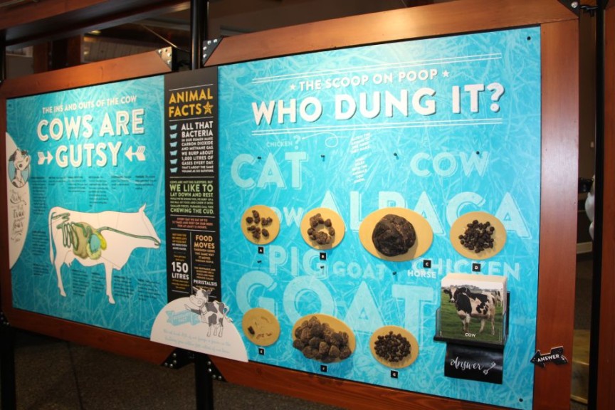 Dung display 