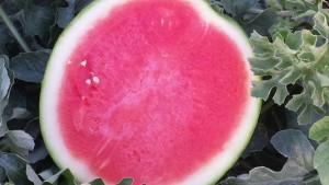 Trending Now: Mini Seedless Watermelons