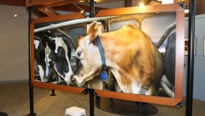 How The EcoDairy Museum Teaches Visitors About Agriculture