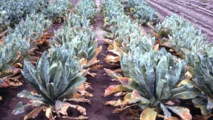Fine-Tune Your Brassica Nutrition Program