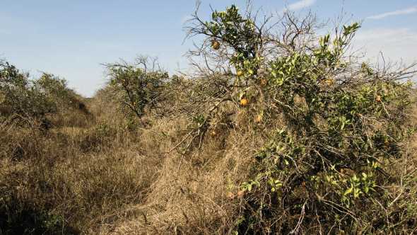 Let’s Lay Waste To Florida’s Abandoned Citrus Groves