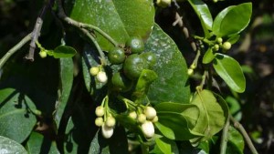Growth Products Aims For Bloom Boom In Fruit And Vegetable Market