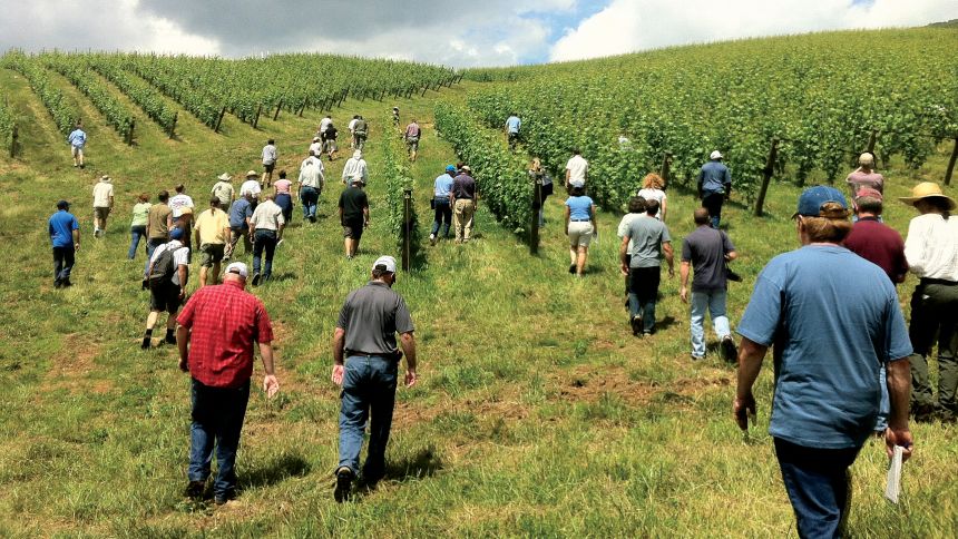 Virginia Looks To Boost Wine Business Through Grants