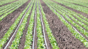 7 Steps To See If Biocontrols Pencil Out For Your Operation