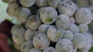 New Discovery Helps Combat Powdery Mildew