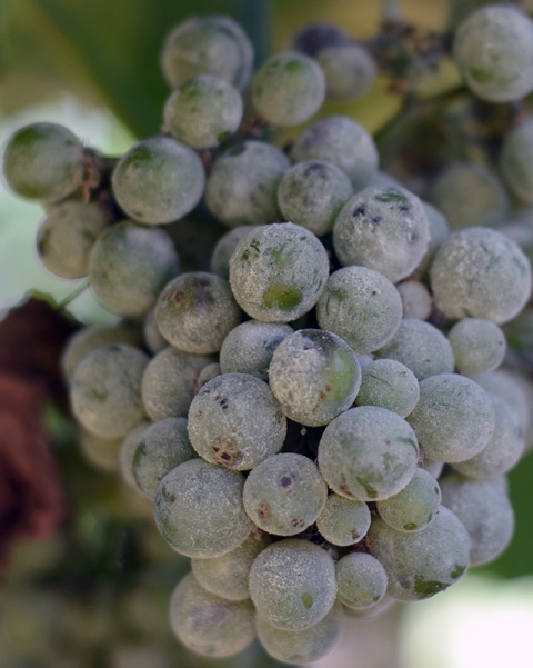 New Discovery Helps Combat Powdery Mildew