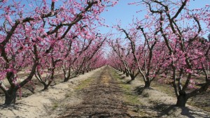 California Fruit Growers And Shippers Bemoan Water, Regulatory Headaches