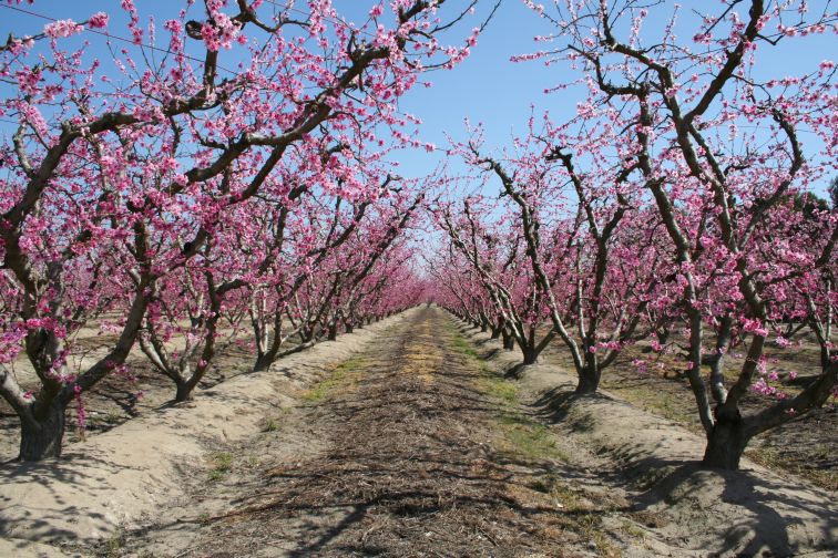 California Fruit Growers And Shippers Bemoan Water, Regulatory Headaches