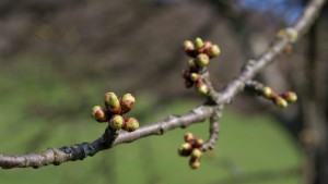 Fruit Growers Eyeing Warm Temperatures