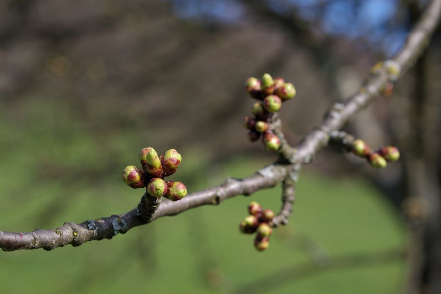 Fruit Growers Eyeing Warm Temperatures