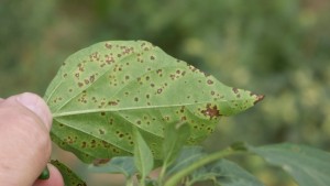 Take Control Of  Bacterial Spot  And Spotted Wilt In Peppers