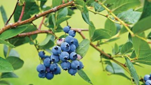 Breeding For The Ideal Fresh Blueberry
