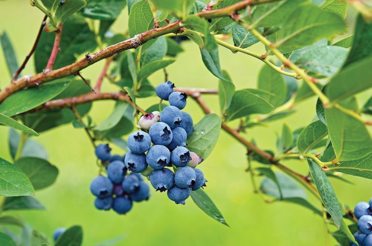 Breeding For The Ideal Fresh Blueberry