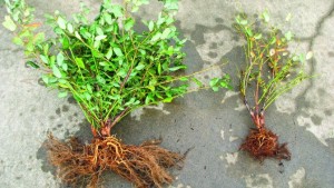 Fighting Phytophthora In Blueberries