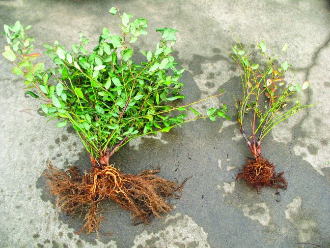 Fighting Phytophthora In Blueberries