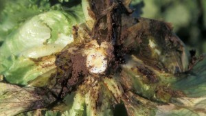 Bottom Rot Leaving Some Florida Lettuce Growers In A Lurch