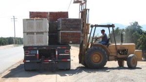 California Citrus Mutual Forms New Labor Association