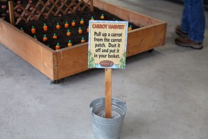 The carrot harvest (and potato harvest on the back side)