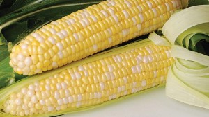 11 Top-Notch Sweet Corn Varieties For 2016