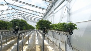 Mulling Controlled Environment Agriculture: Here Are Some Points To Grow On