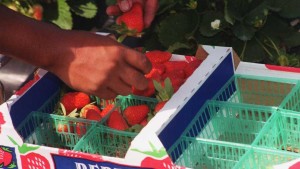 Marketing Malfunction Stunting Growth Of Florida Strawberries