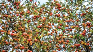 Chance Seedling Nets New Bittersharp Apple