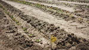 How Rootstock Demand Is Outpacing Availability
