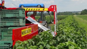 Mechanization In The Berry Patch Can Make Your Job Easier