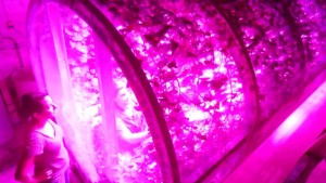 Study Finds LED Lights Improve Energy Efficiency, Production For Growing Food Crops In Space