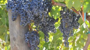 Pierce’s Disease-Resistant Grapes Coming Soon