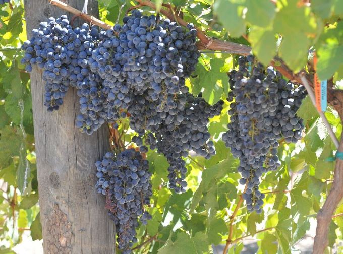 Pierce’s Disease-Resistant Grapes Coming Soon
