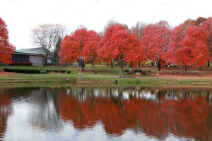 Picnic area around the lake